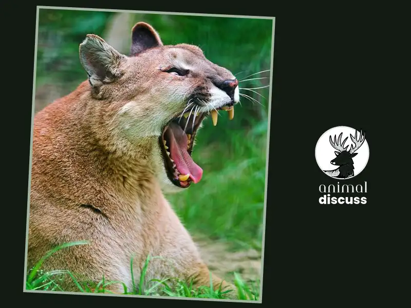 Which Animals Kill Puma as Food or Other Reasons