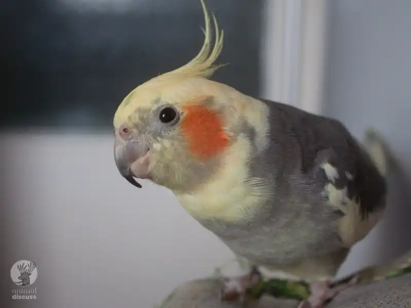 Behavioral Aspects of Cockatiels in Captivity