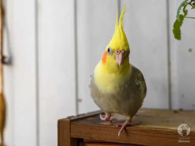 Cockatiels What Accessories Are Better For Them