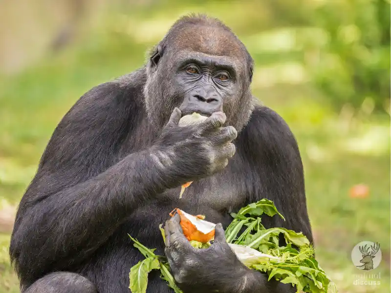Eating Behavior of Gorilla