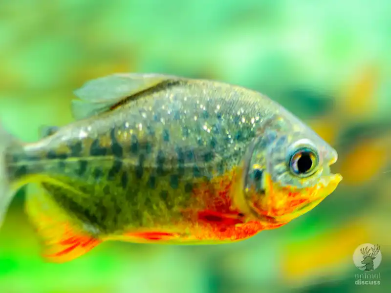 General Characteristics of Piranha