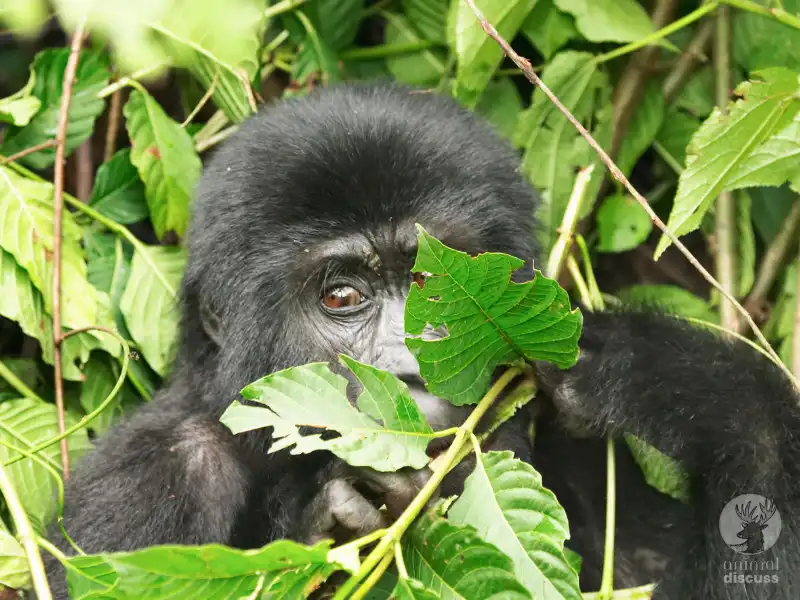 Gorilla Vegetation