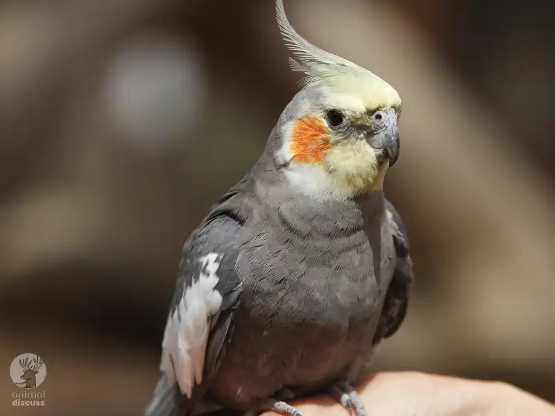 How Does A Cockatiel Communicate