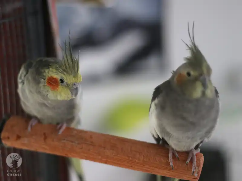 How To Correct Your Cockatiels From Doing Unwanted Behavior