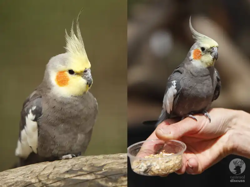 Male Vs Female Cockatiel’s Behavior