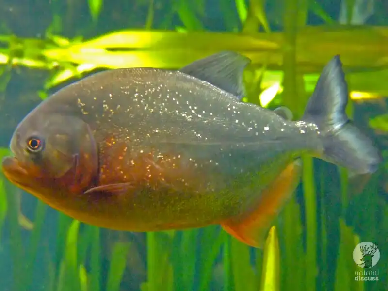 Piranha Habitat Threats and Conservation Status