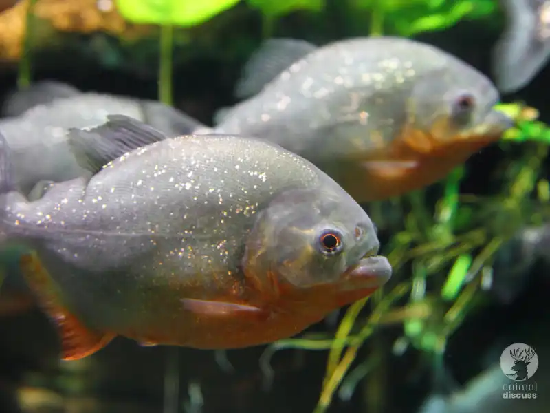 Piranhas Eat Fruits and vegetables