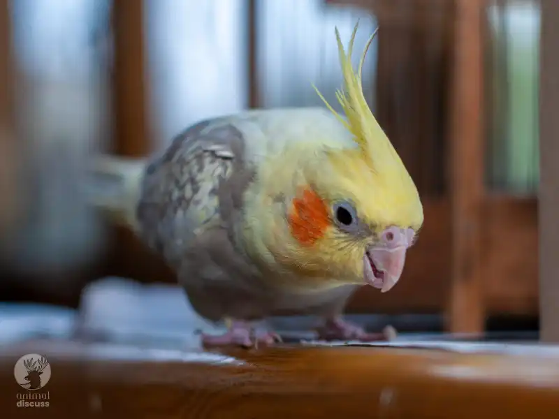 What Behavior Changes Are Noticed If Cockatiels Are In Stress