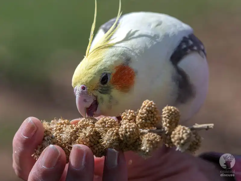 What Do Cockatiels Have On Their Menu
