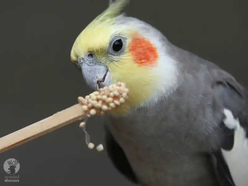 What Does a Cockatiel Eat