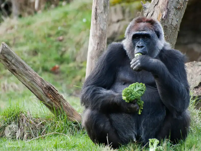 What Food Do Gorillas Eat