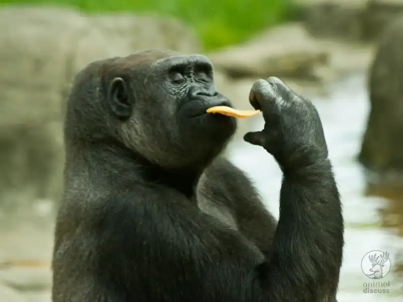 What Food Gorillas Eat in Captivity