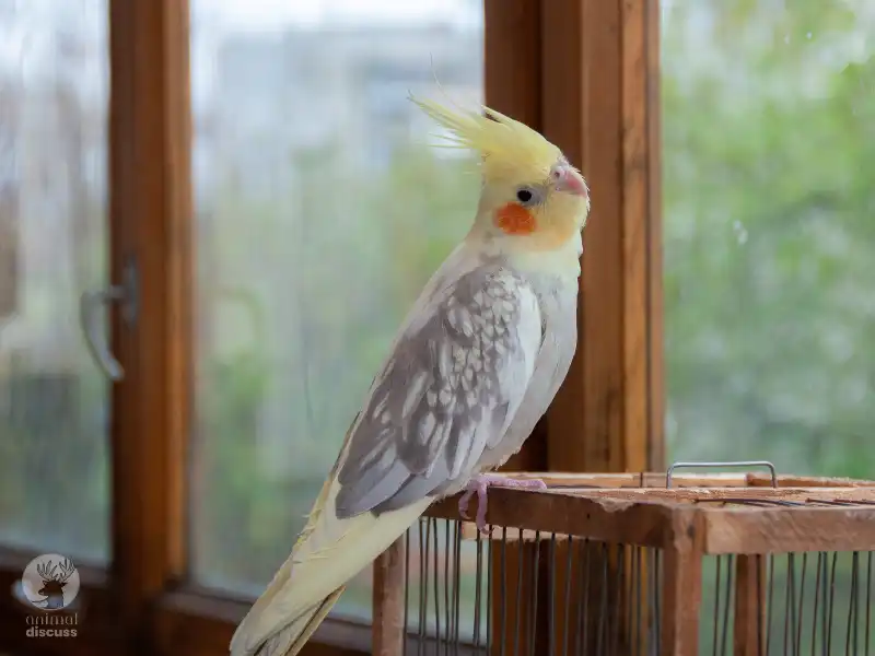 What Habitat Challenges Do The Cockatiels Face