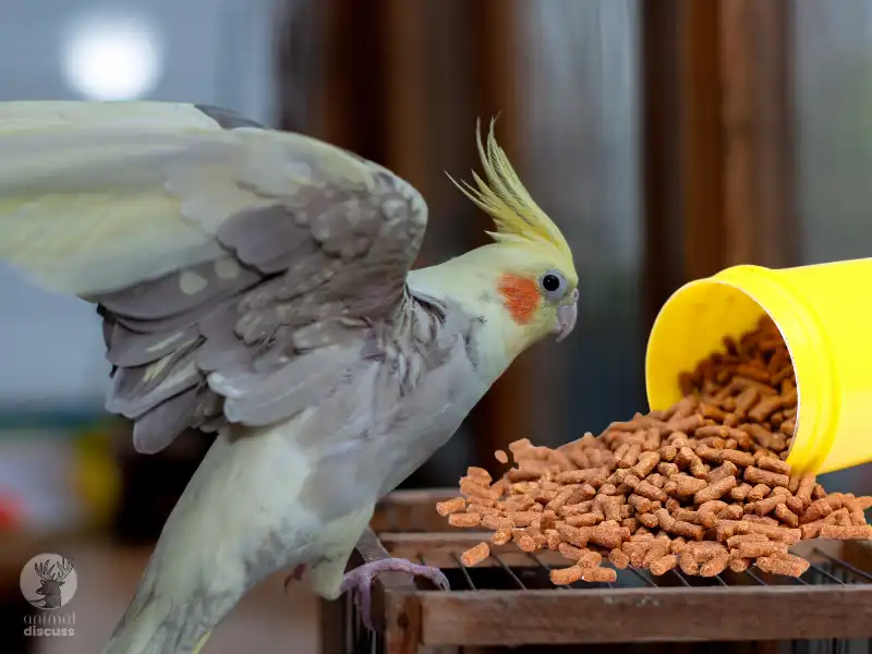 What Is A Pellet And Why Is It Good For Cockatiels