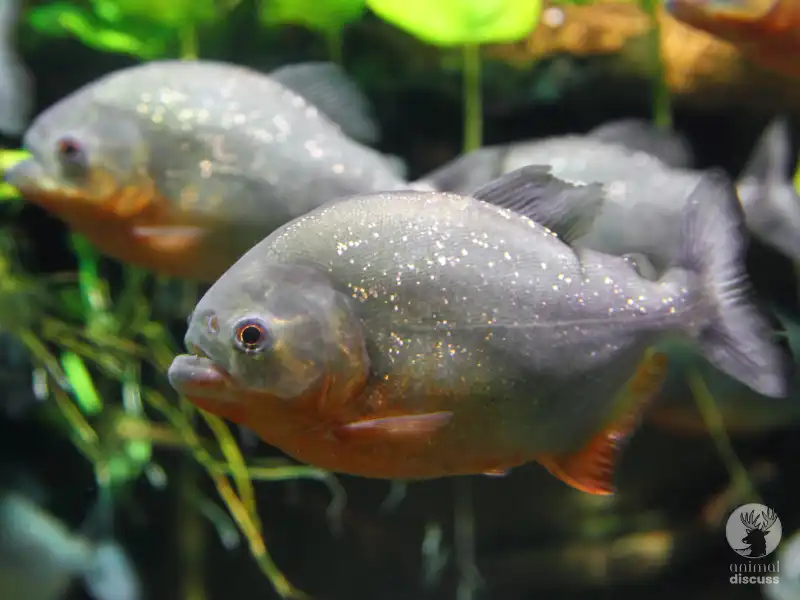 What Types of Water Piranhas Need to Thrive