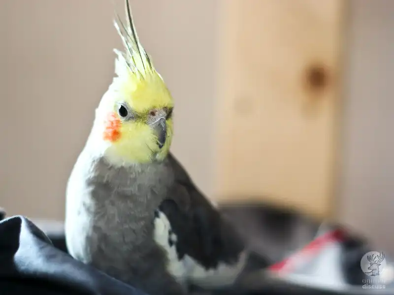 Where Does Cockatiel Live