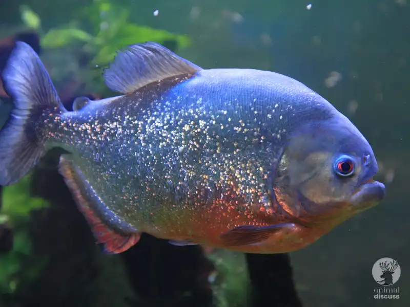 Which Places Piranhas are Mostly Found