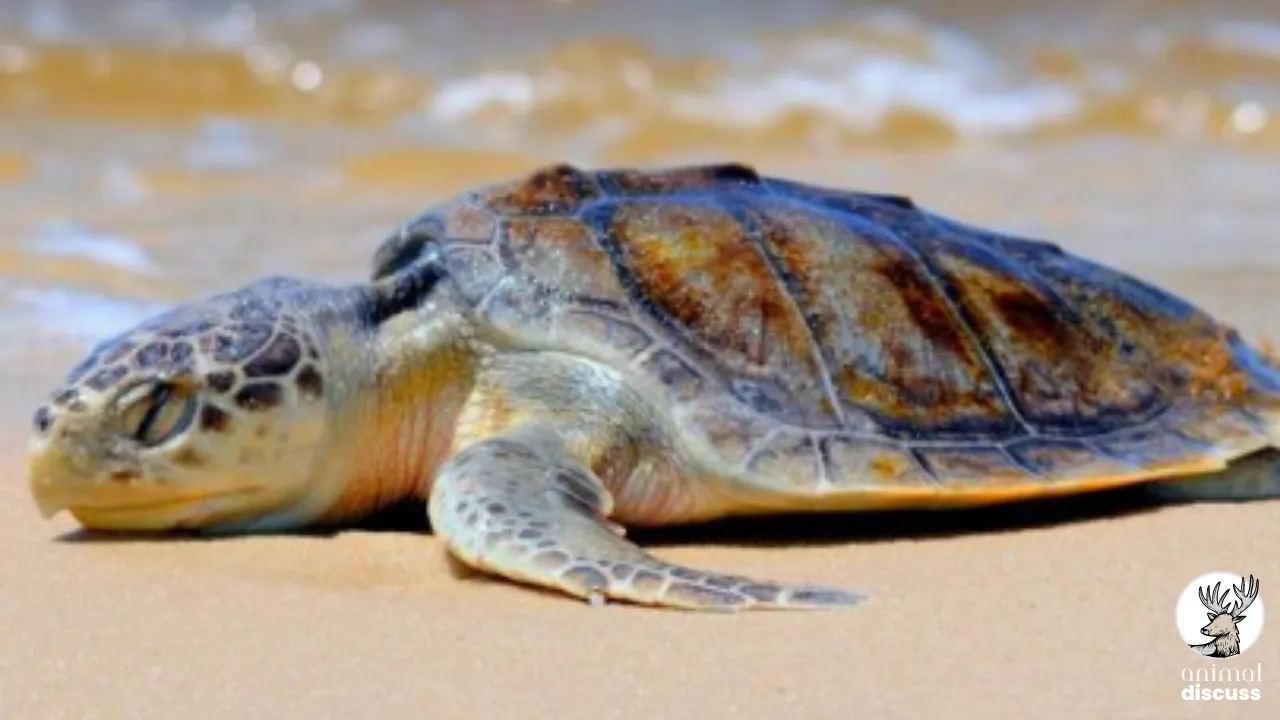 Food of Kemp’s Ridley Sea Turtle