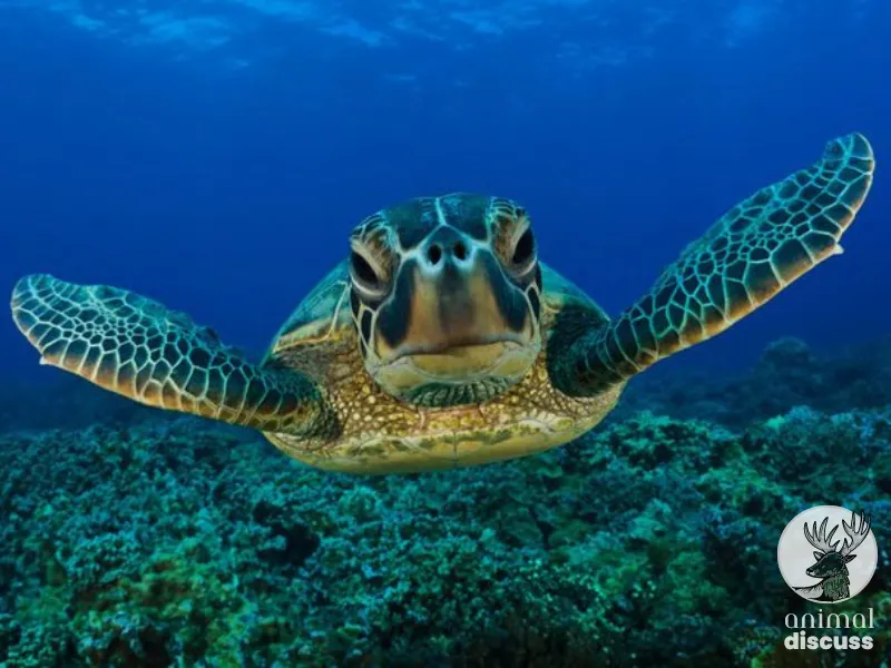 Where Do Kemp’s Ridley Sea Turtles Live