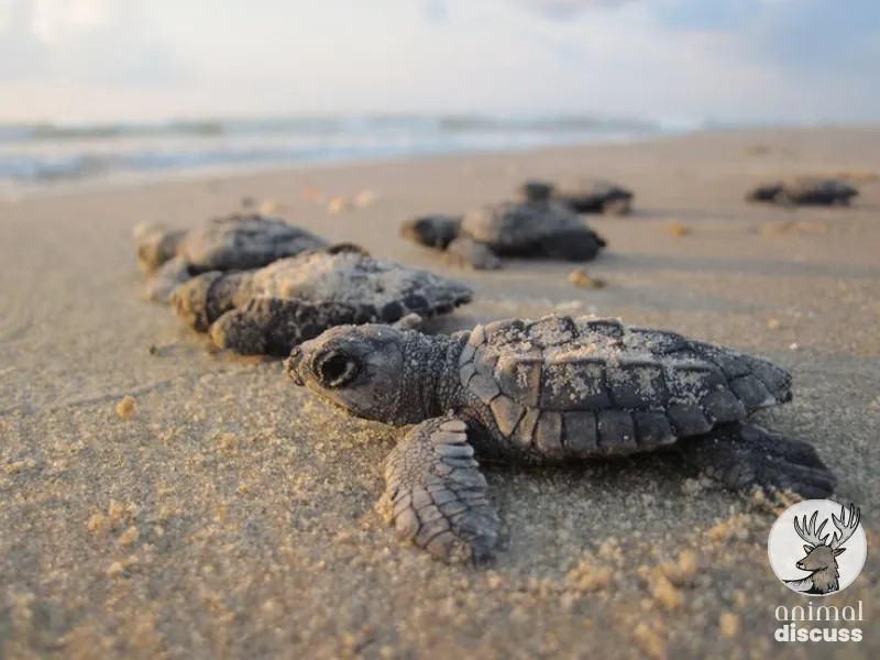 Facing Challenges of Kemp’s Ridley Sea Turtle