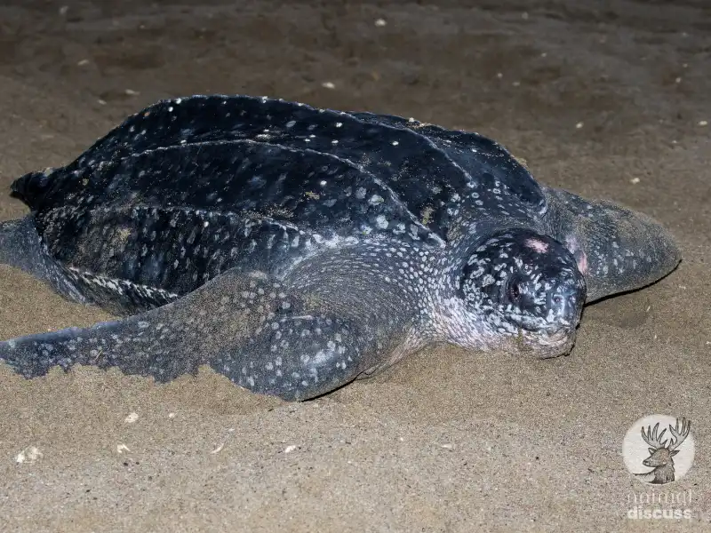 Characteristics of Leatherback Sea Turtles