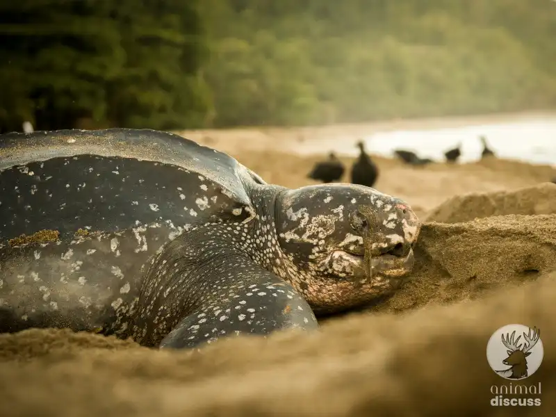 Conservation Efforts to Preserve the Habitat of Leatherback Sea Turtles