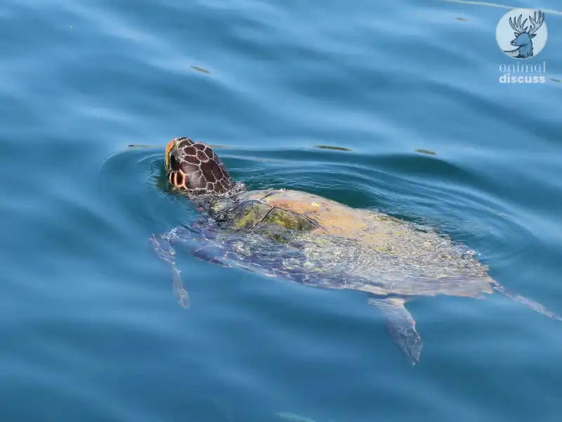 Do Loggerhead Sea Turtles Drink Water