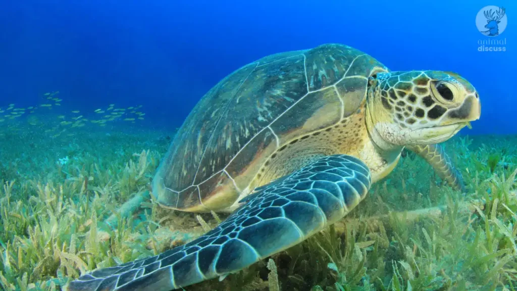 Green Sea Turtle Foods and Diet