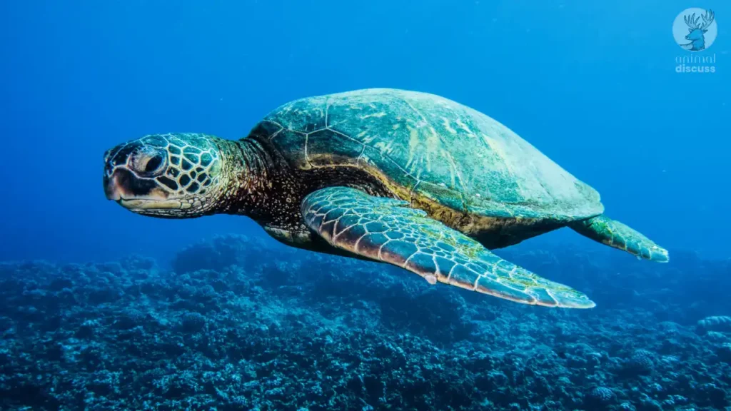 Green Sea Turtle Habitat