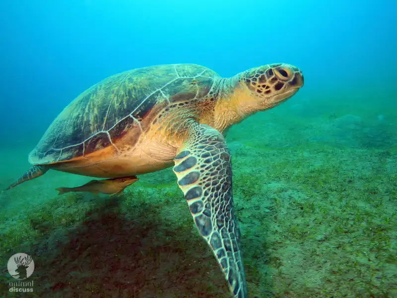 How Do Green Sea Turtles Acquire Their Food