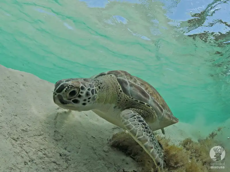 How Do Green Sea Turtles Adapt to The Seasons with Lack of Food