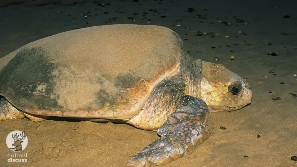 How Do Leatherback Sea Turtles Adapt To The Seasons With Lack Of Food