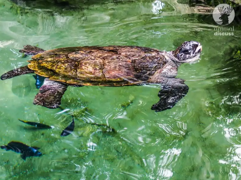 How Do Loggerhead Sea Turtles Adapt to The Seasons with Food Scarcity