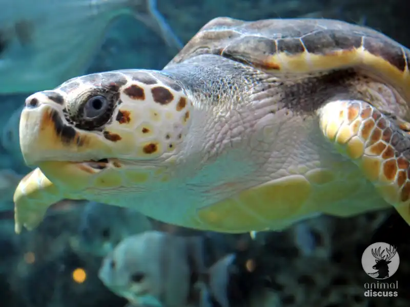 How Do Loggerhead Sea Turtles Forage for Their Food