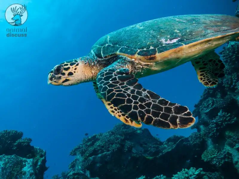 How Do the Lifespan and Fertility of Hawksbill Sea Turtles Vary