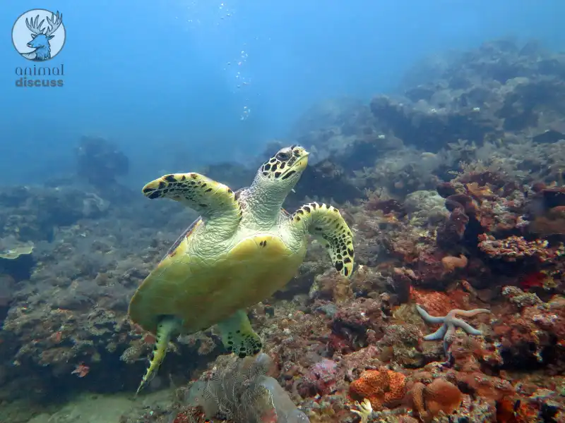 How Does Food Availability for Hawksbill Sea Turtles Vary Across Different Seasons