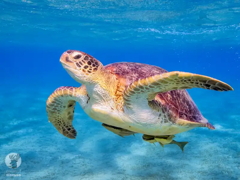 How Does a Green Sea Turtle Adapt to Its Environment