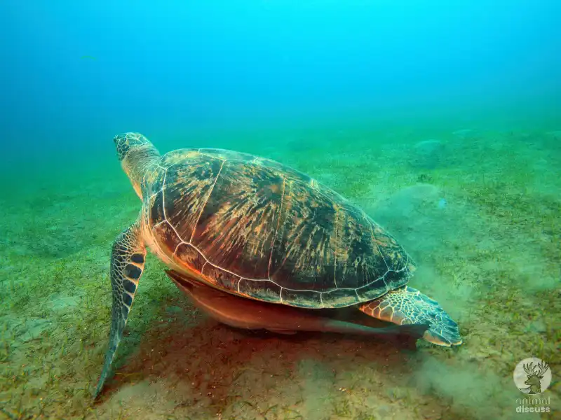 How the Environmental Factors Help Green Sea Turtles to Pick Their Food