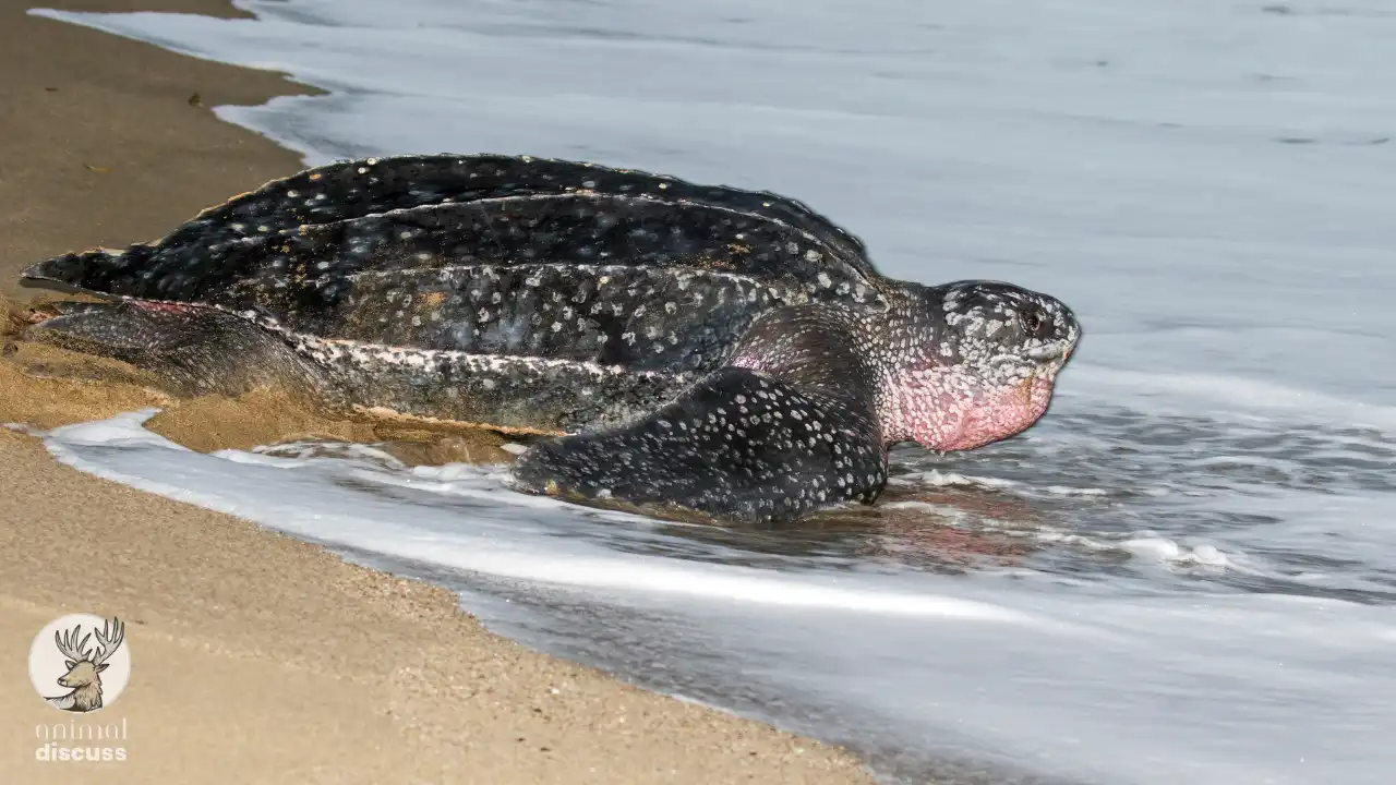 Leatherback Sea Turtles