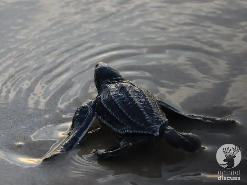 Scientific Discoveries on Leatherback Sea Turtles