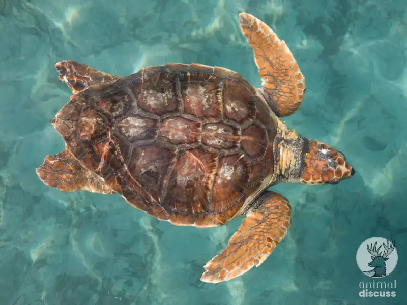What Are A Few Characteristics of Loggerhead Sea Turtles
