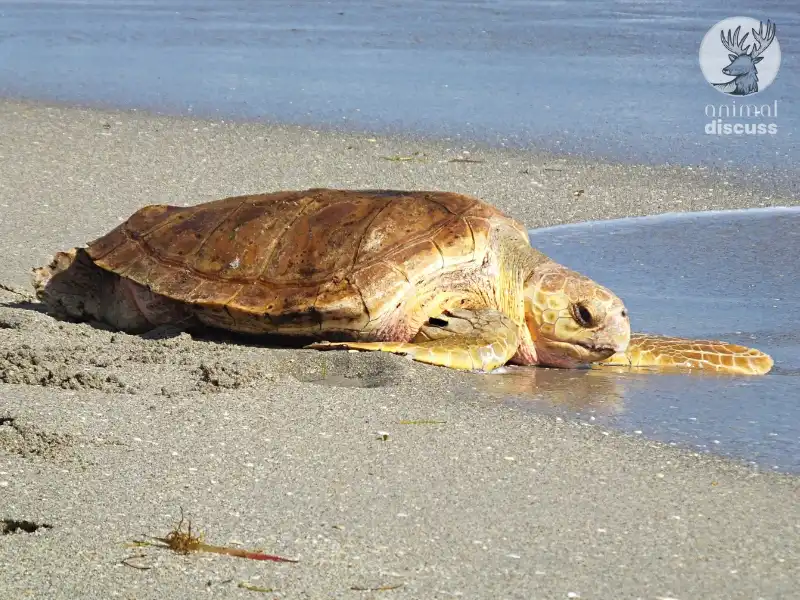 What Are the Behavioral Facts of Loggerhead Sea Turtles