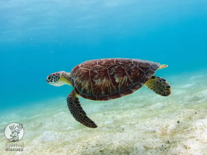 What Are the General Characteristics of Hawksbill Turtles