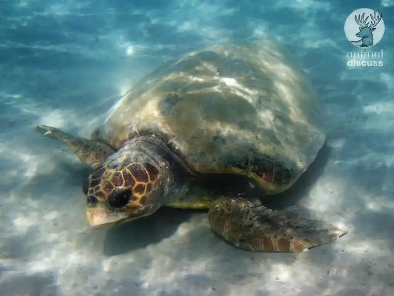 What Are the Nesting Habits of Loggerhead Sea Turtles