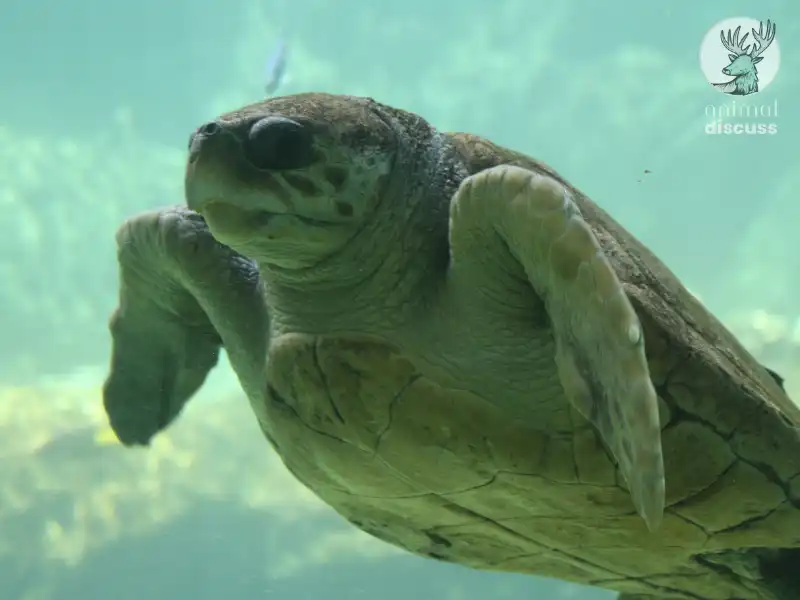 What Challenges Do Loggerhead Sea Turtles Face