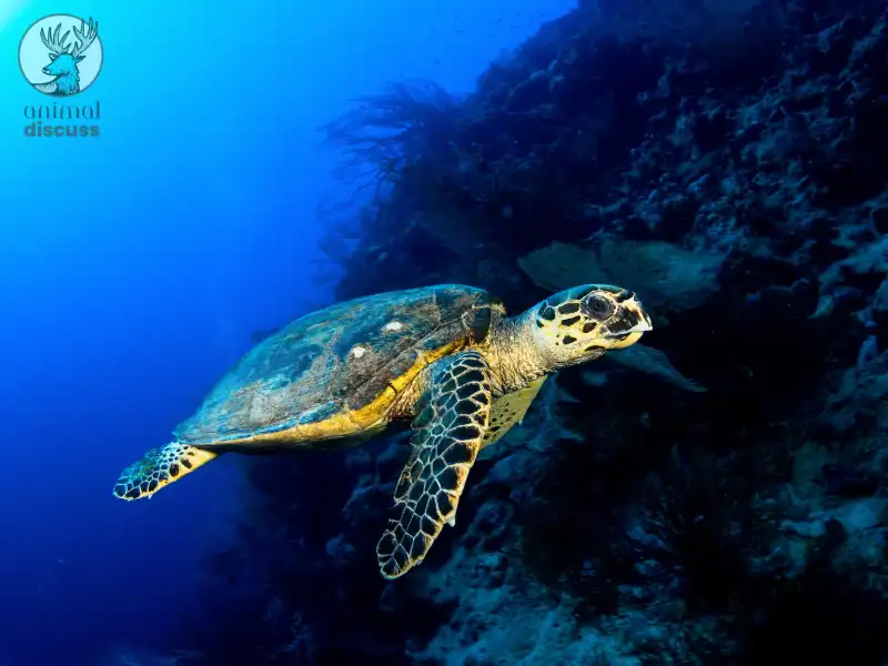 What Do Adult Hawksbill Sea Turtles Eat