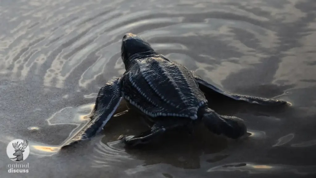 What Do Young Leatherback Sea Turtles Eat