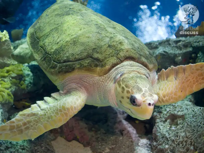 What Do the Loggerhead Sea Turtles Eat