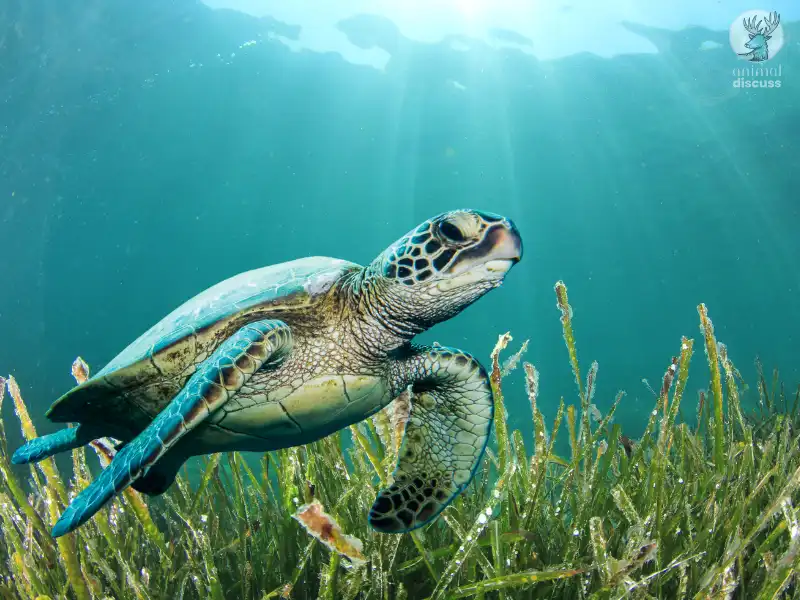 What Kind of Seagrass and Algae Green Sea Turtles Eat