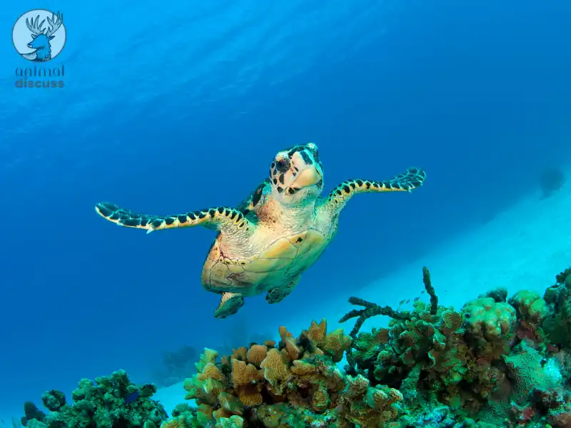 What Threats Face the Hawksbill Sea Turtles